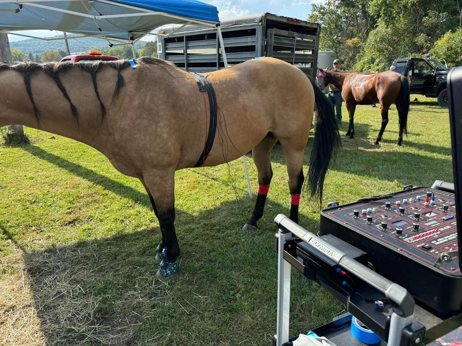 Winner's Edge Horse Therapy Electro-Equiscope Horse Therapy